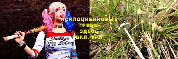 шишки Арсеньев